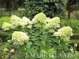 Te koop hortensia Paniculata limelight (pluimhortensia), Ophalen of Verzenden, Zomer, Overige soorten, Halfschaduw
