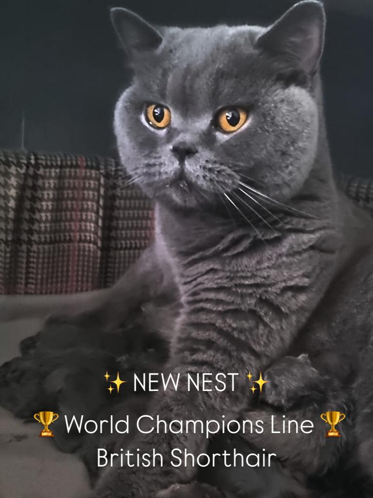 Blauwe Britse Korthaar Kampioenslijnen fokverbod!, Dieren en Toebehoren, Katten en Kittens | Raskatten | Korthaar, Kater, Ontwormd