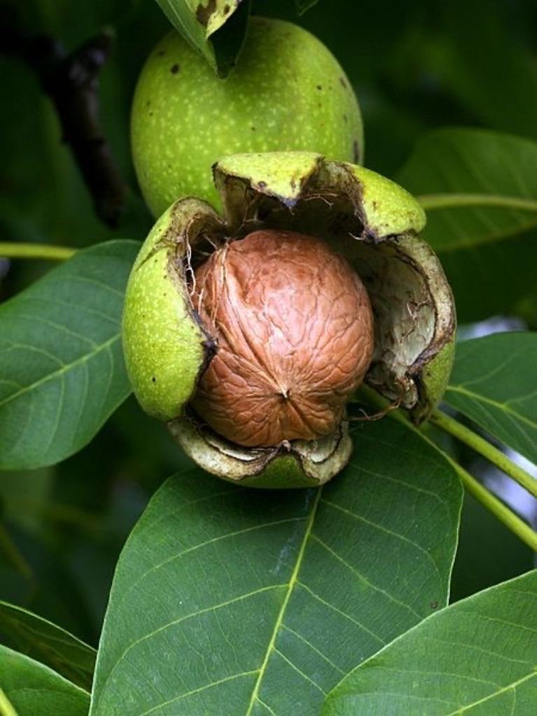 Walnoot of Okkernoot, Juglans regia,  in meerdere maten, Tuin en Terras, Planten | Bomen, Overige soorten, Lente, 250 tot 400 cm