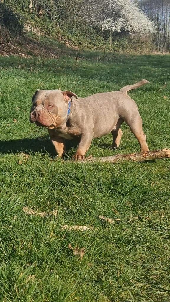 AMERICAN POCKET BULLY MR WILLY WILSON OPEN FOR STUD! GETEST, Dieren en Toebehoren, Reu, 1 tot 2 jaar, Eén hond, CDV (hondenziekte)