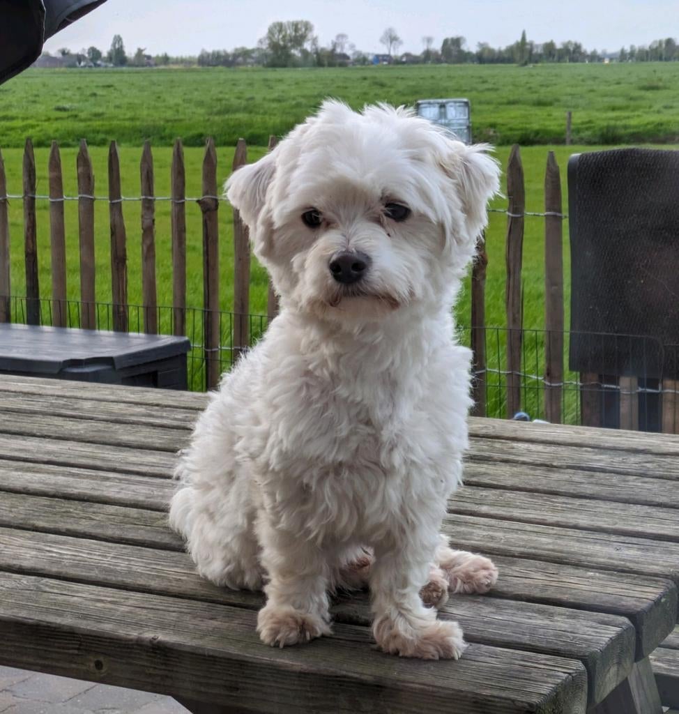 Maltezer Dekreu (geeft prachtige nakomelingen!) niet te koop, Dieren en Toebehoren, Honden | Dekreuen, 1 tot 2 jaar, Eén hond