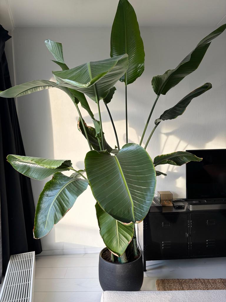 Grote Strelitzia Nicolai (268cm) zoekt nieuw thuis, Huis en Inrichting, Kamerplanten, Ophalen, 200 cm of meer, Overige soorten