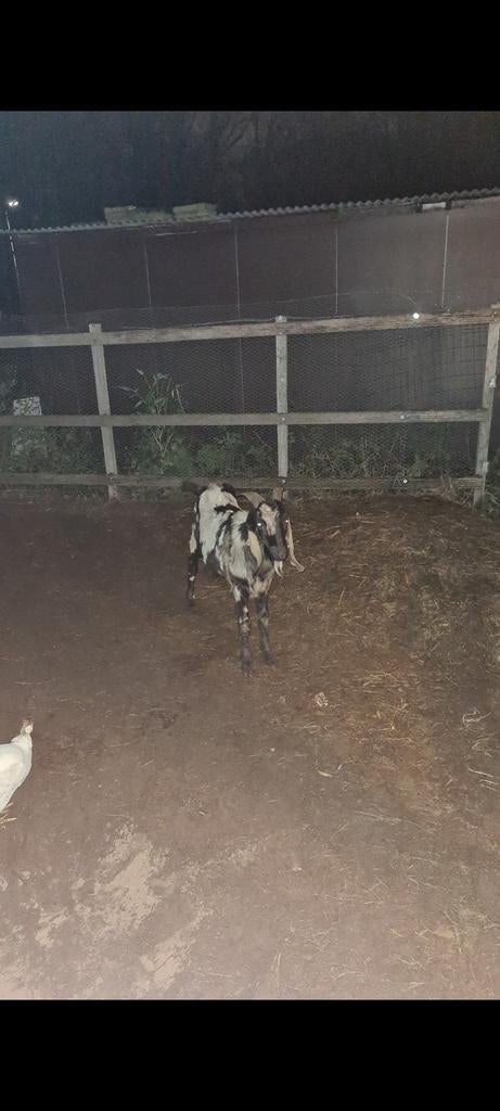 Mooie jonge nubische maanvlek dekbok te huur, Dieren en Toebehoren, Schapen, Geiten en Varkens, Mannelijk, Geit, 0 tot 2 jaar