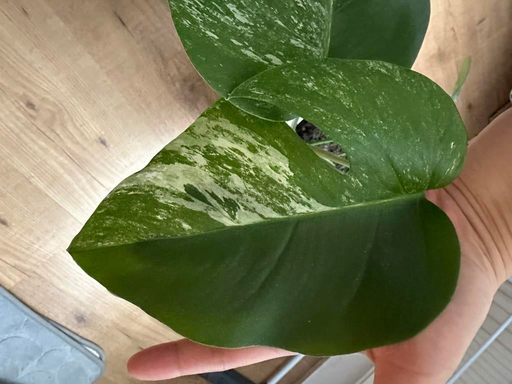 Variegated Monstera, 3 bladeren, Ophalen, Overige soorten, Halfschaduw, Minder dan 100 cm