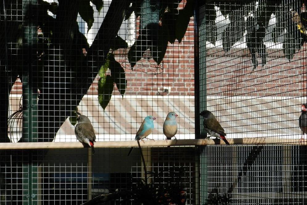 Te koop 2 pastelkleur mannen Diamantvinken uit buitenvoliere, Dieren en Toebehoren, Mannelijk, Tropenvogel, Geringd