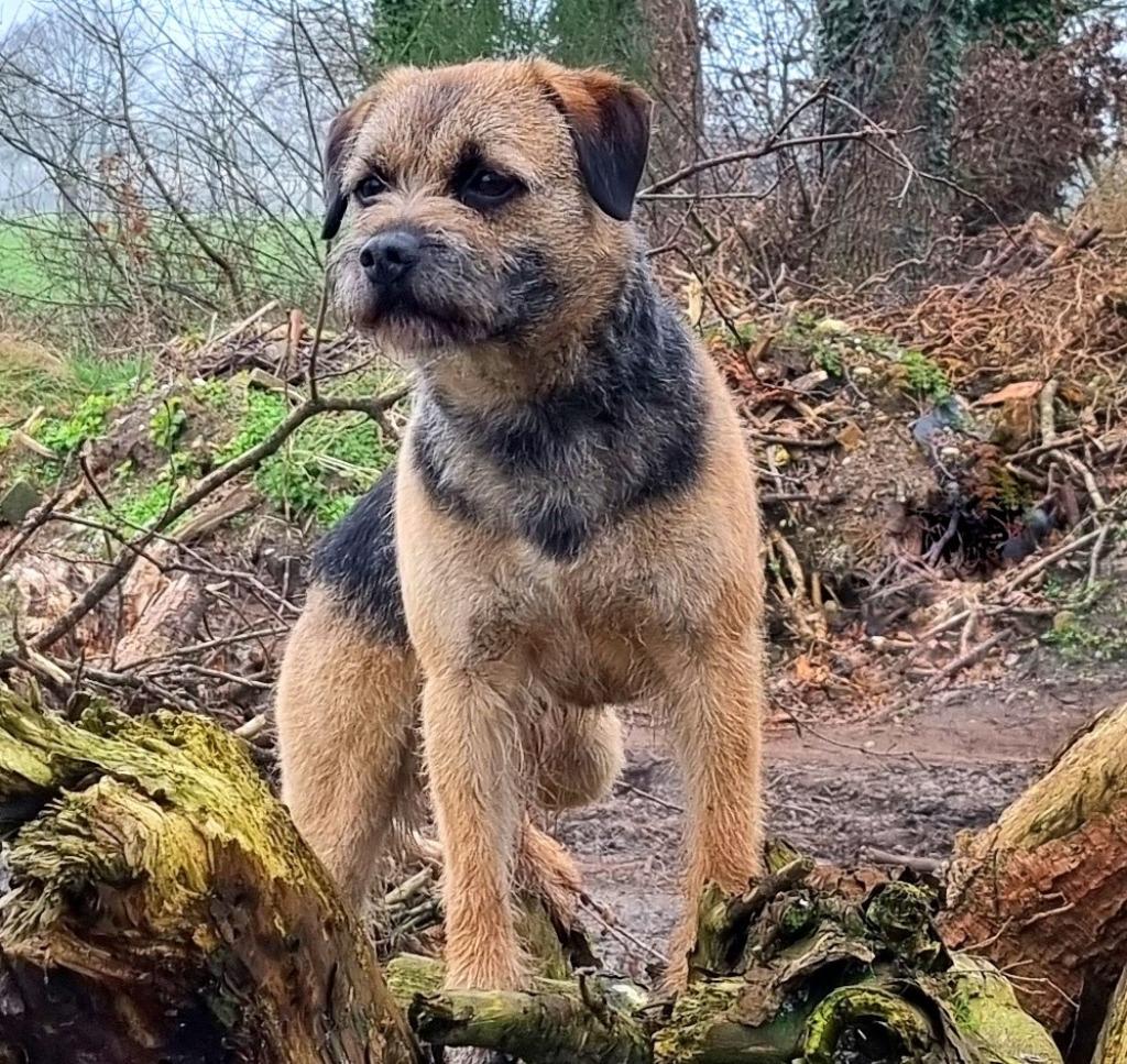 Border Terrier dekreu Gus, SLEM vrij☆☆☆☆☆., Particulier, Reu, 8 tot 15 weken, Buitenland