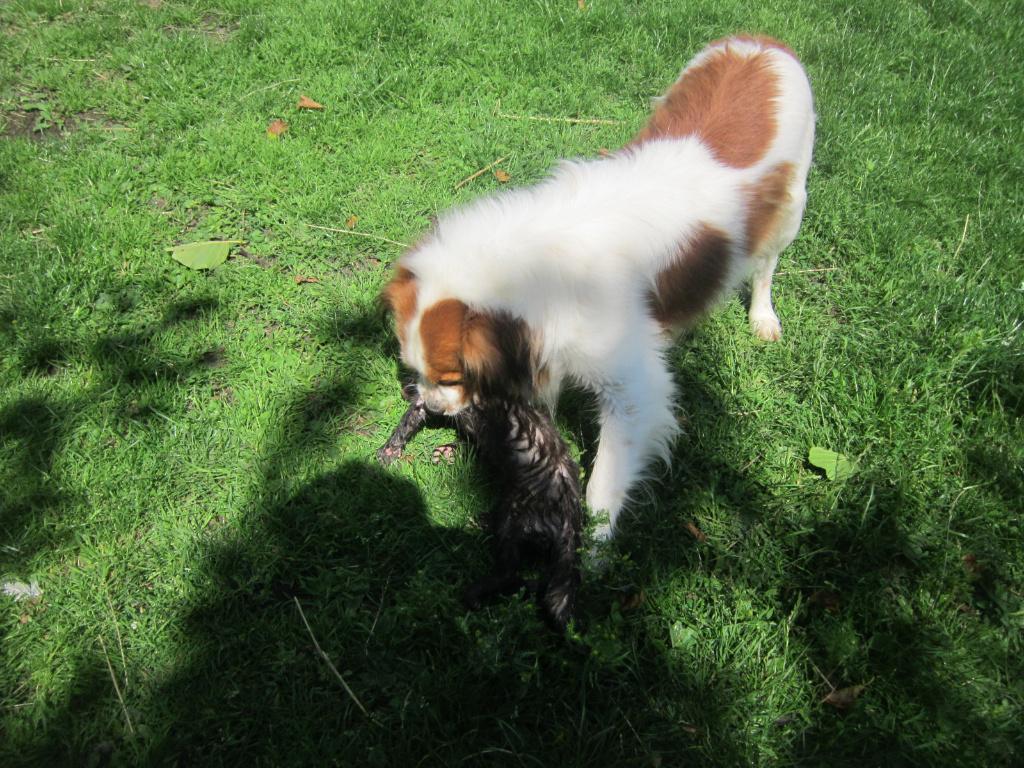 STAAT TER DEKKING KOOIKER REU! ! !, Reu, Parvo, Eén hond, 3 tot 5 jaar