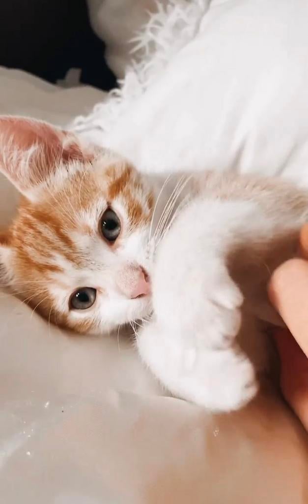 Gratis kitten kater 8 weken oud, Kater