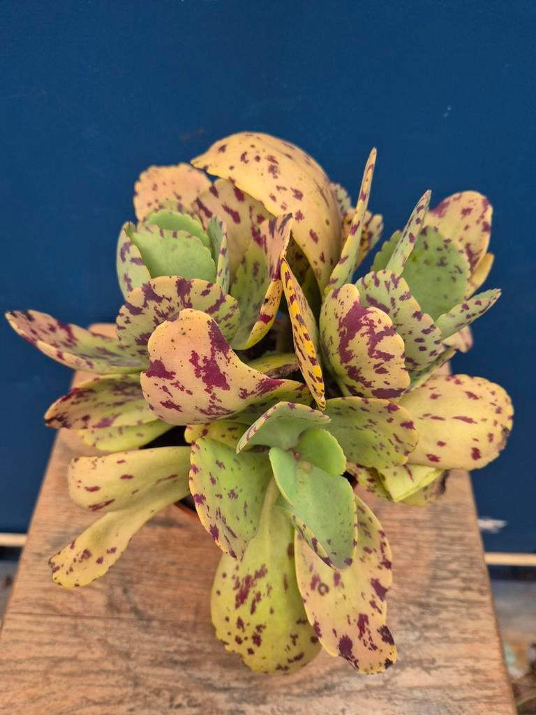 Kalanchoe Marmorata p13, Huis en Inrichting, Kamerplanten, Ophalen of Verzenden, Halfschaduw, Minder dan 100 cm