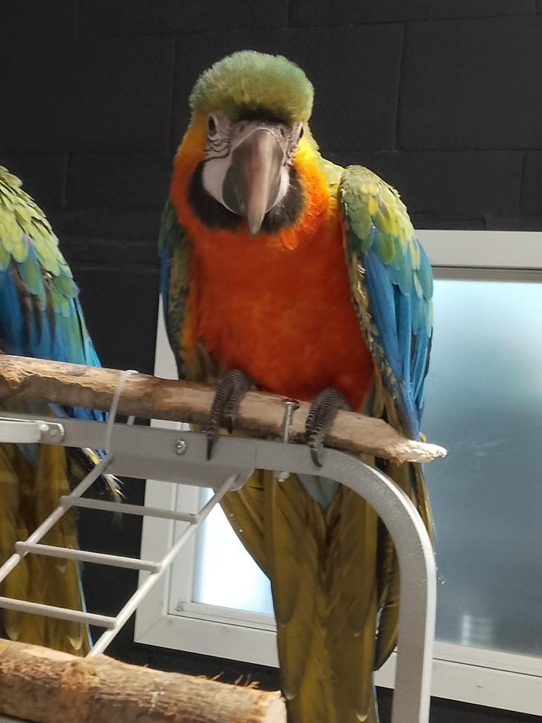 Jonge tamme Catalina Ara's met DNA en getest op alle ziektes, Dieren en Toebehoren, Vogels | Parkieten en Papegaaien, Meerdere dieren