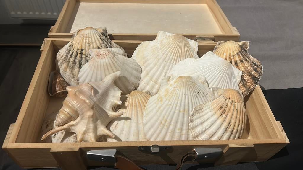 Mooie schelpen, Ophalen of Verzenden, Zo goed als nieuw