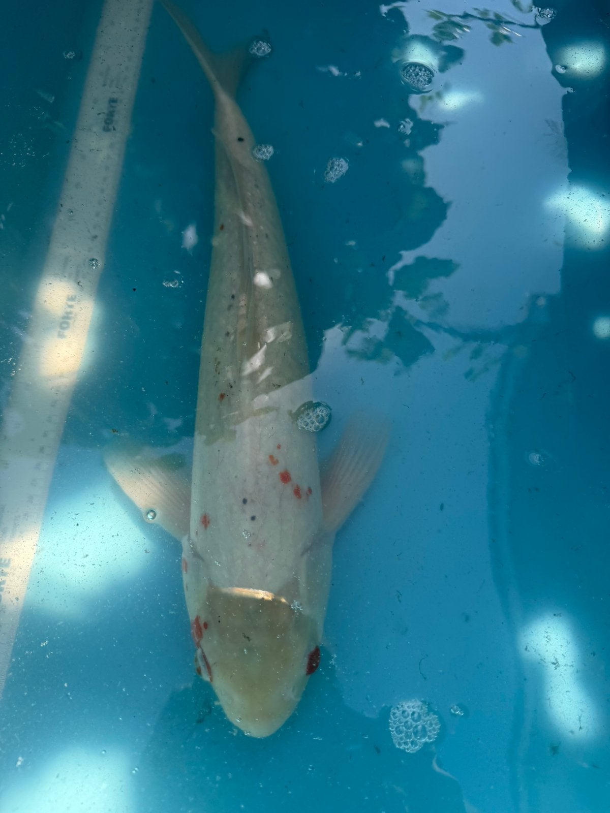Tancho koi, Karper of Koi