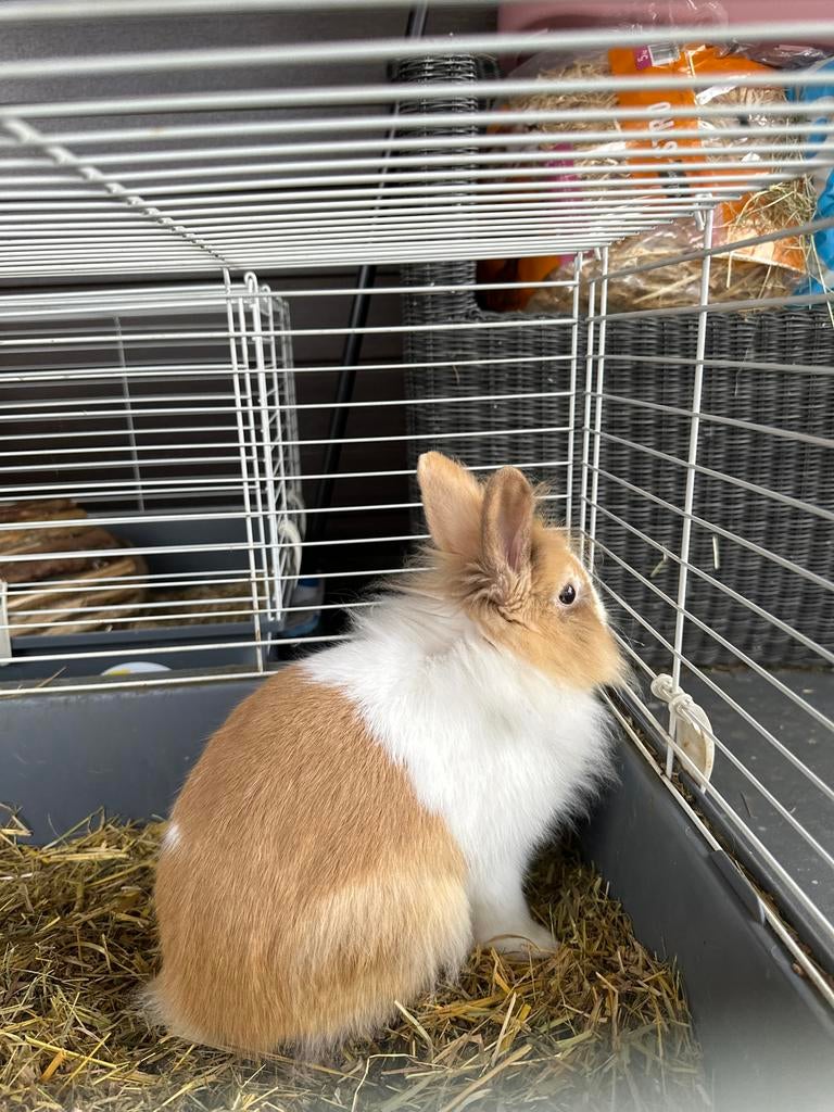 konijn, Minder dan 60 cm, Kooi, Minder dan 75 cm, Ophalen of Verzenden