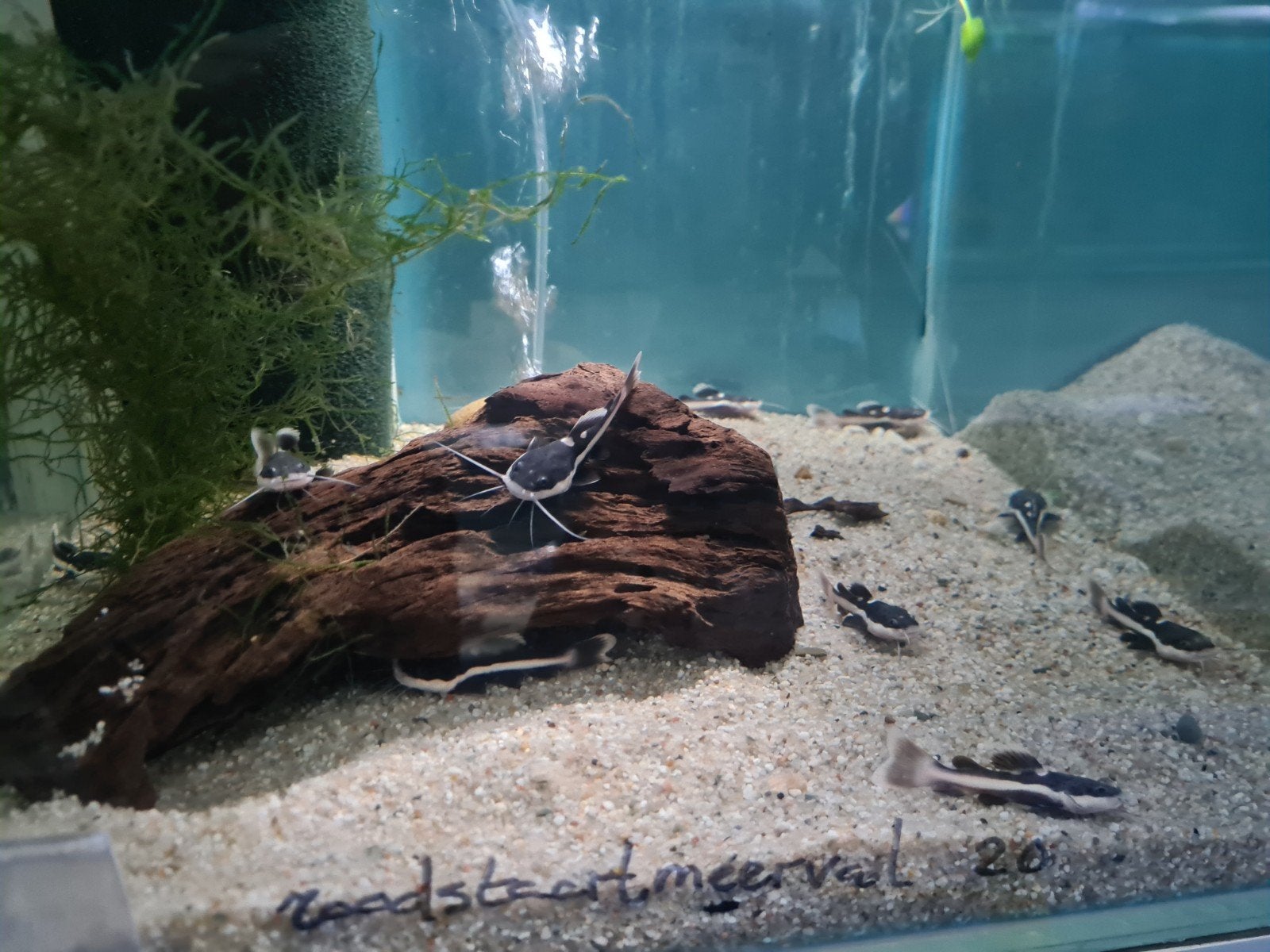 Roodstaartmeerval, rtc, Phractocephalus Hemioliopterus, Vis, Zoetwatervis