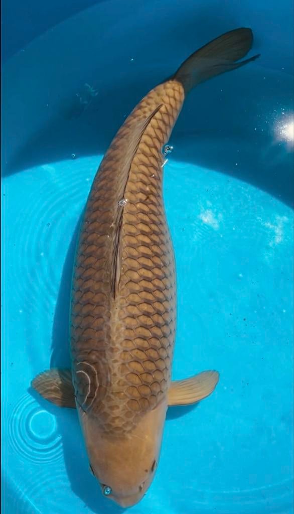 Koi,s div., Dieren en Toebehoren, Vissen | Vijvervissen, Karper of Koi