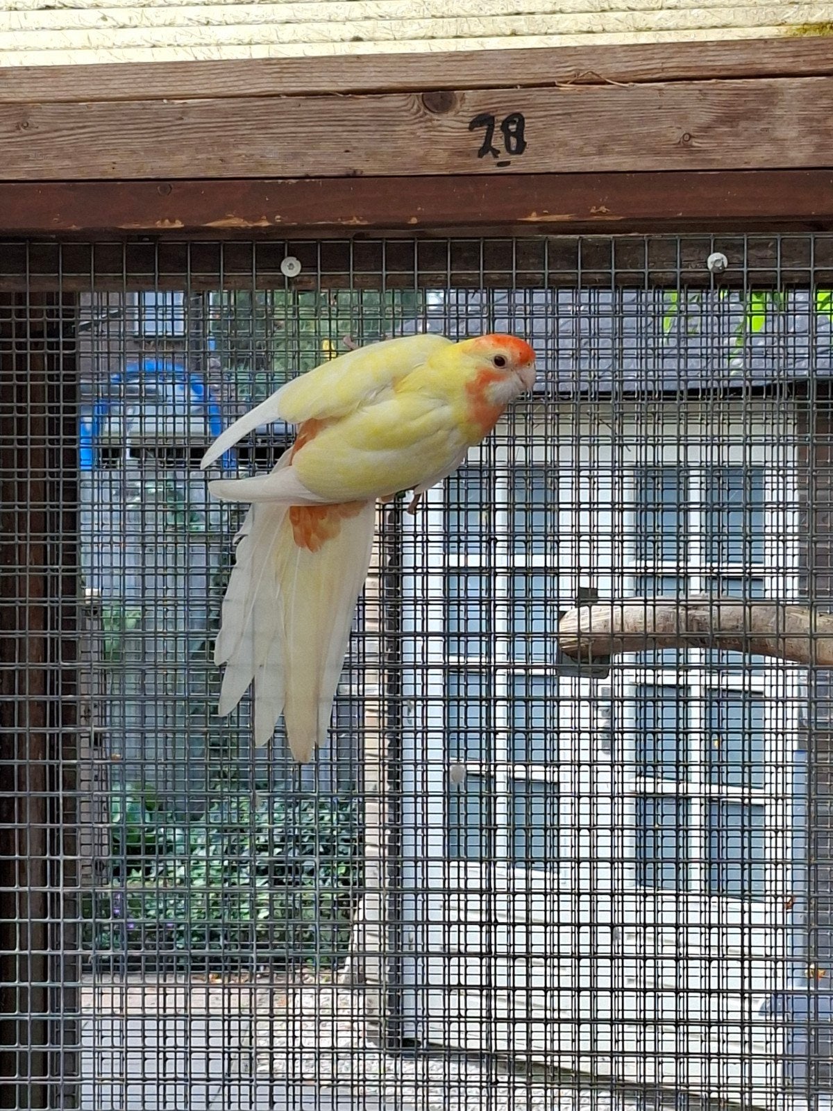 penant rosella