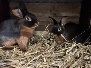 Konijnen, Dieren en Toebehoren, Meerdere dieren, Middelgroot, 0 tot 2 jaar