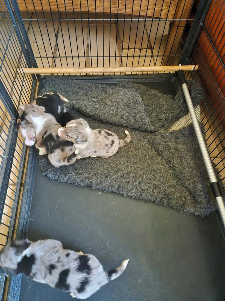 Wels corgi cardigan pups, Meerdere dieren, Overige soorten