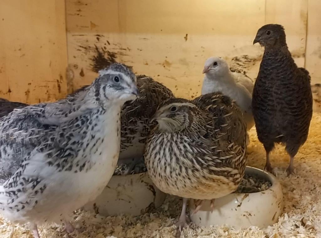 Japanse (jumbo) kwartels, Vrouwelijk, Overige soorten