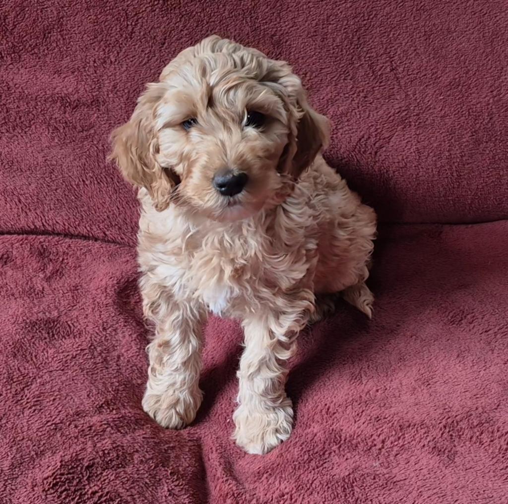 Labradoodle multigen pups, Dieren en Toebehoren, Honden | Retrievers, Spaniëls en Waterhonden, Parvo, Nederland, Overige rassen