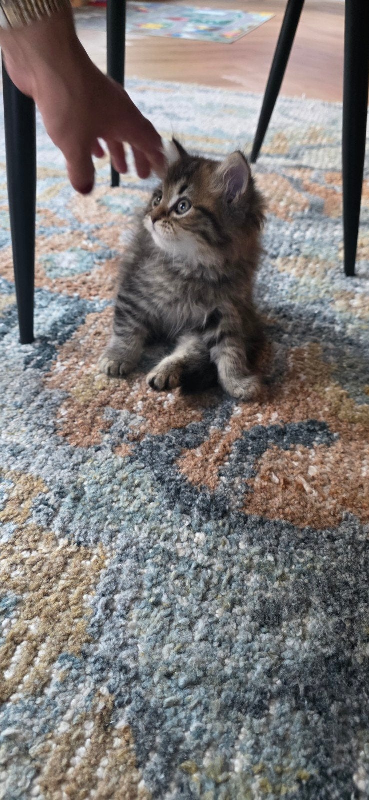 Een klein kitten Main Coon, Dieren en Toebehoren, Poes