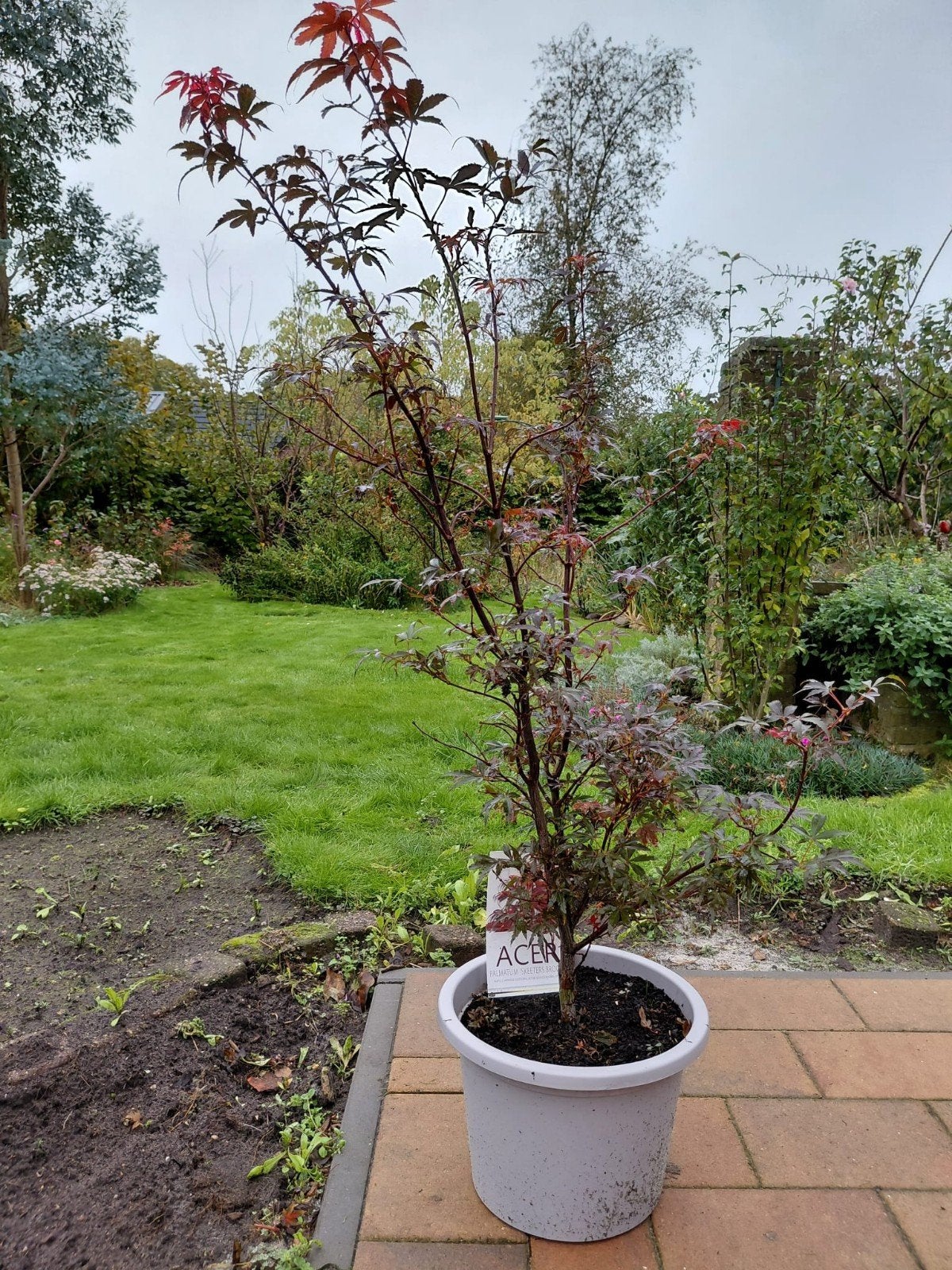 Prachtige Japanse Esdoorn 'Skeeters Broom' in pot,1,30meter!, Tuin en Terras, Ophalen