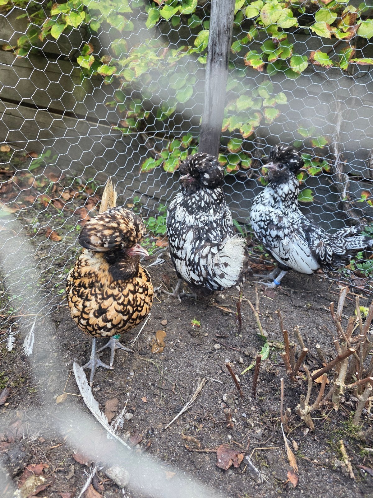 3 hollandse baardkuifhoen hennen, Vrouwelijk, Kip