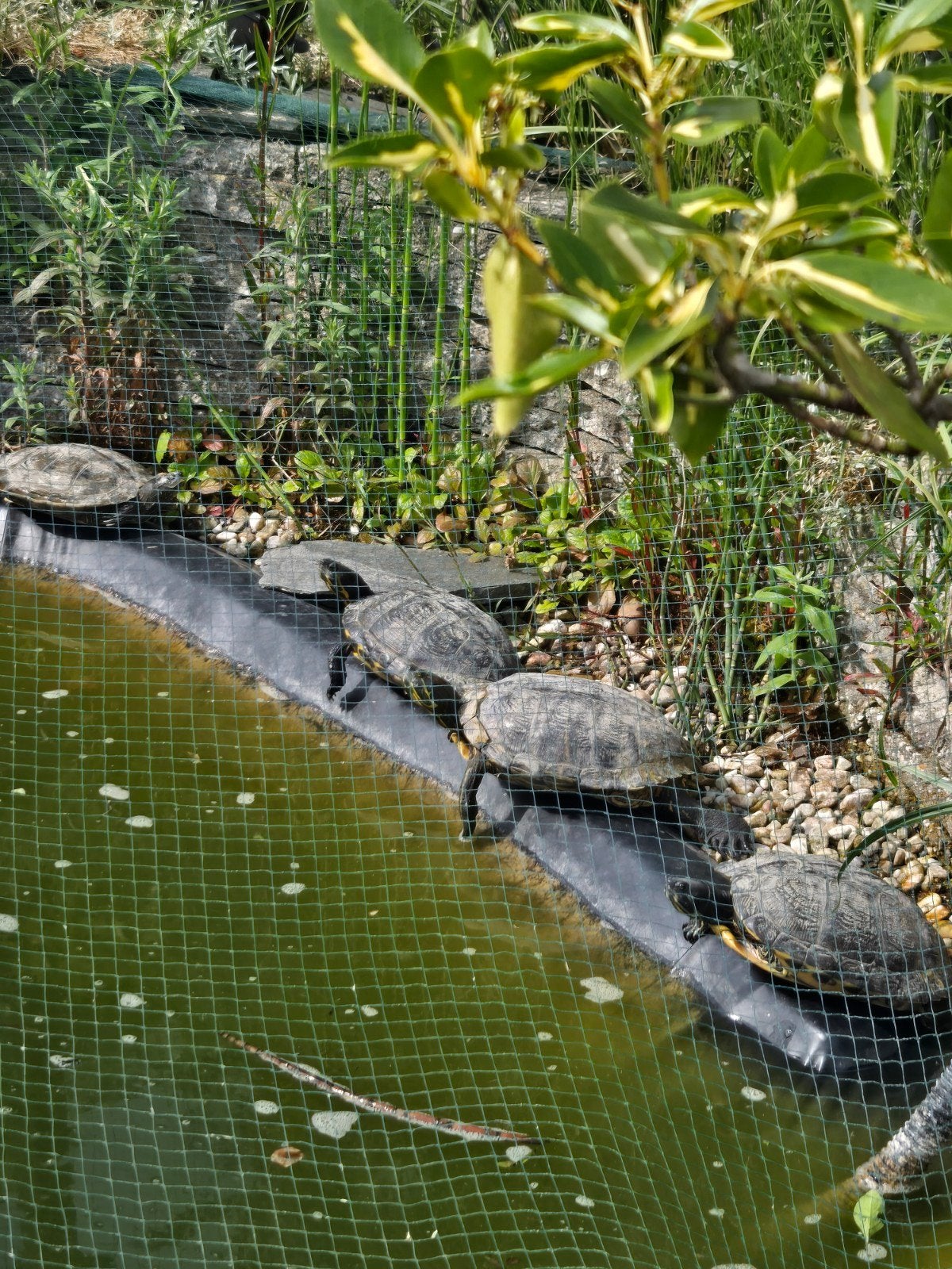Waterschildpadden Turtle - unknown for sale from mollyke