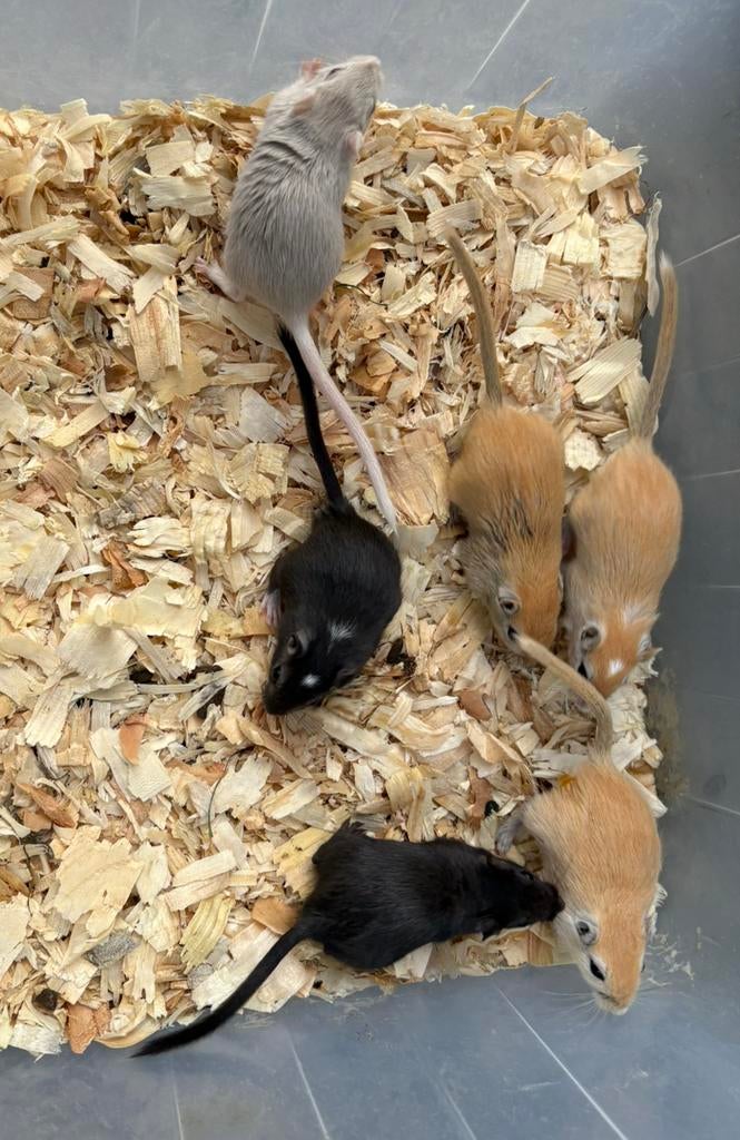 Gerbils (woestijnratjes), Dieren en Toebehoren, Knaagdieren, Maart, Meerdere dieren, Overige typen, Tam