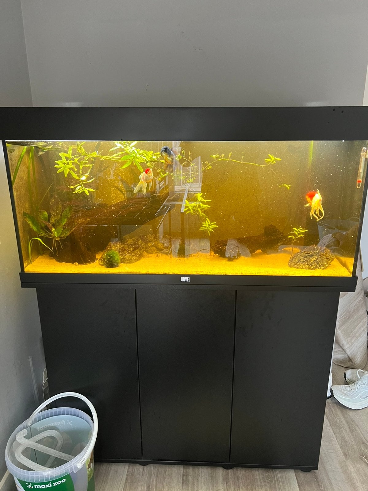Compleet aquarium, Dieren en Toebehoren, Vissen | Aquaria en Toebehoren, Ophalen, Inclusief vissen, Juwel, Gevuld zoetwateraquarium
