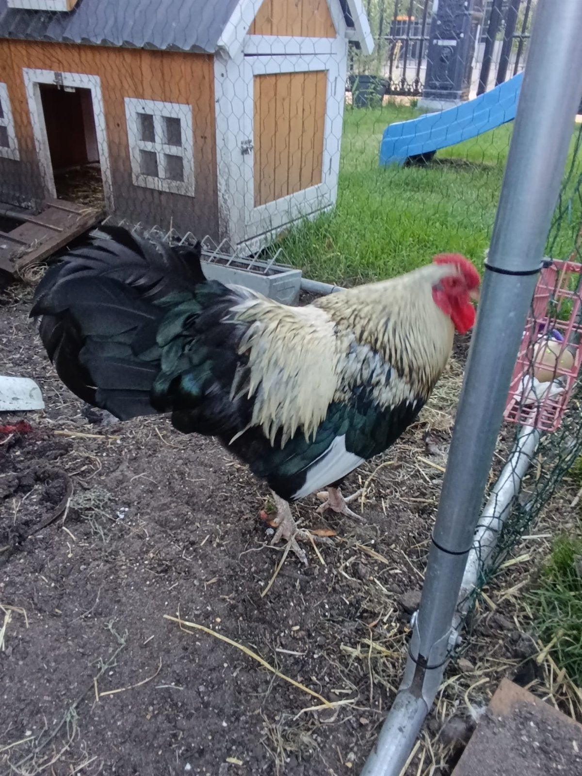 Gratis haan, Dieren en Toebehoren, Pluimvee, Mannelijk, Kip