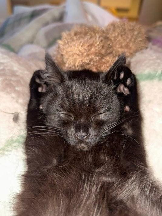 🐱Super Lieve Aanhankelijke Kitten🐱, Kater, Kortharig, 0 tot 2 jaar