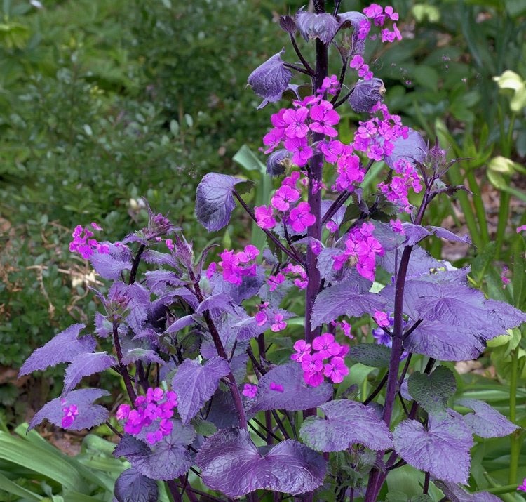 Zaden Lunaria annua Chedglow, Tuin en Terras, Verzenden, Volle zon