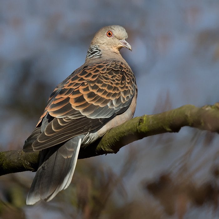Oosterse tortelduif, Mannelijk, Tortelduif