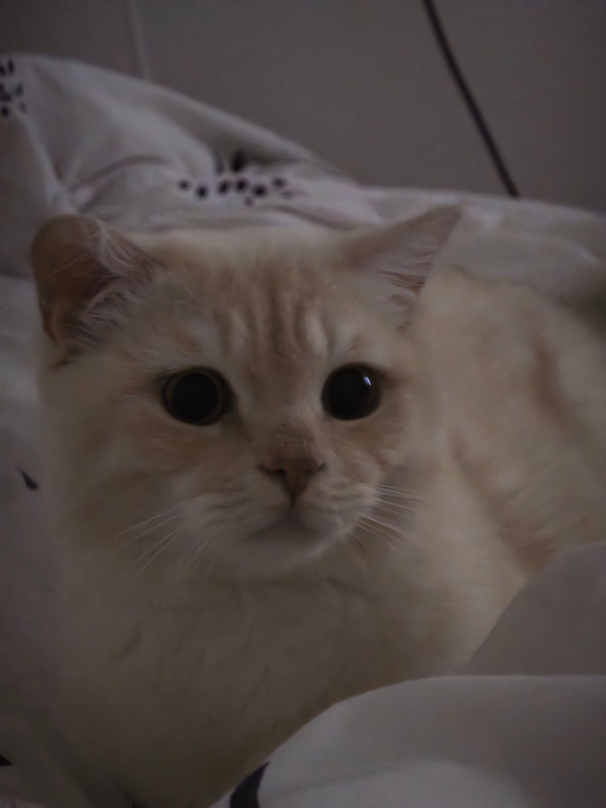 Lieve katter zoekt een nieuw thuis 🐾, Meerdere dieren