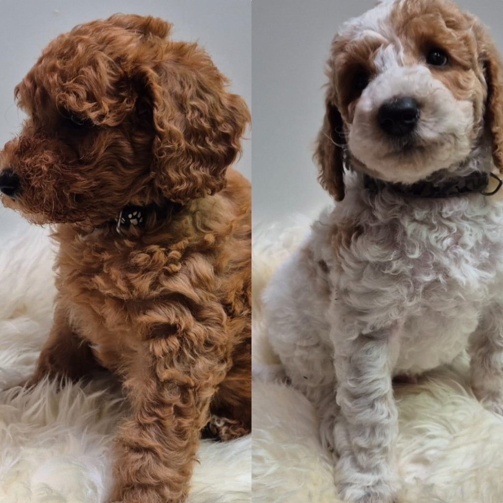 Cockapoo teefje en reutje, Dieren en Toebehoren, Honden | Retrievers, Spaniëls en Waterhonden, Overige rassen, 8 tot 15 weken