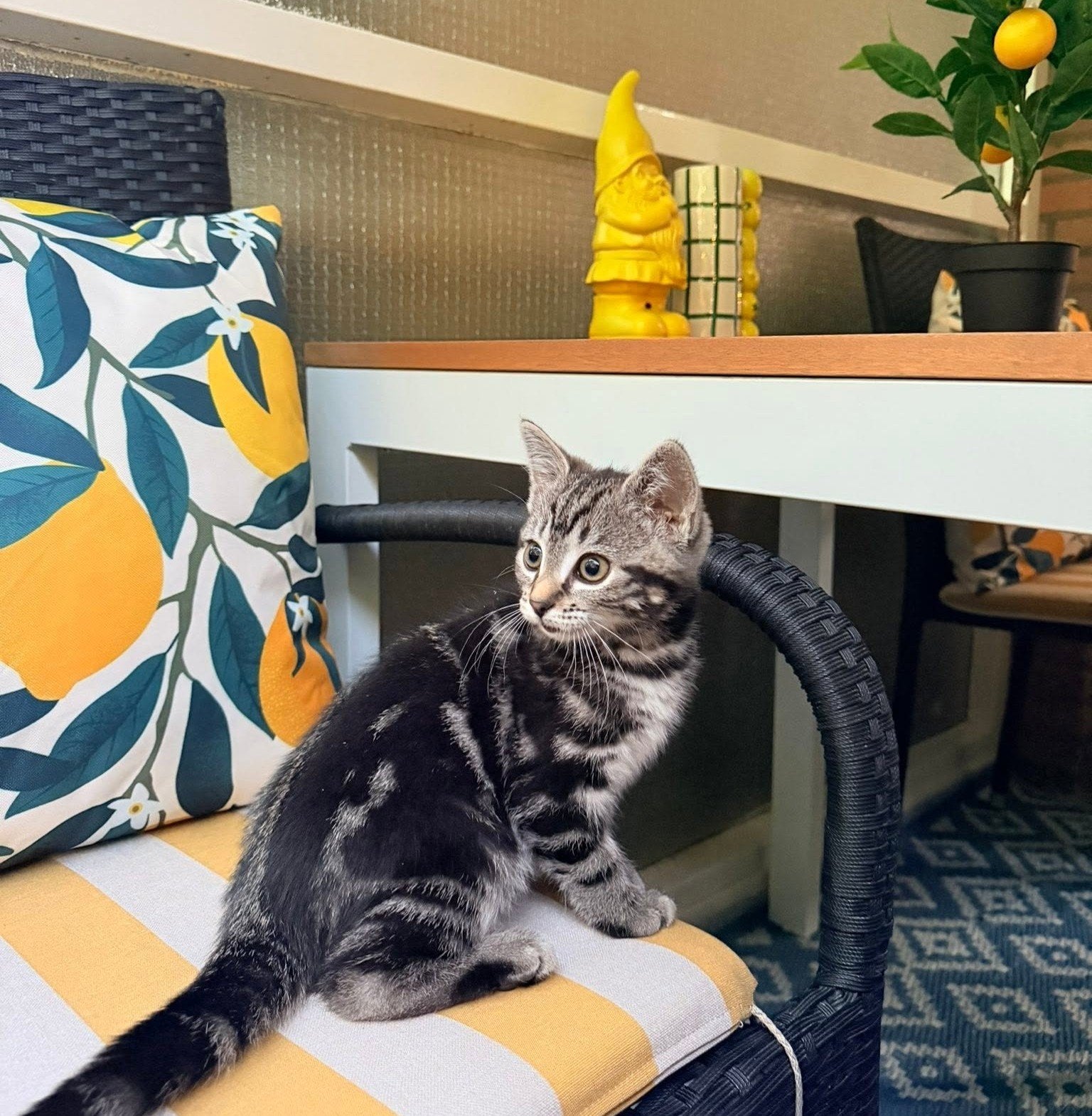 Lilo, héél sociaal en gezond, 0.5 jaar, Poes