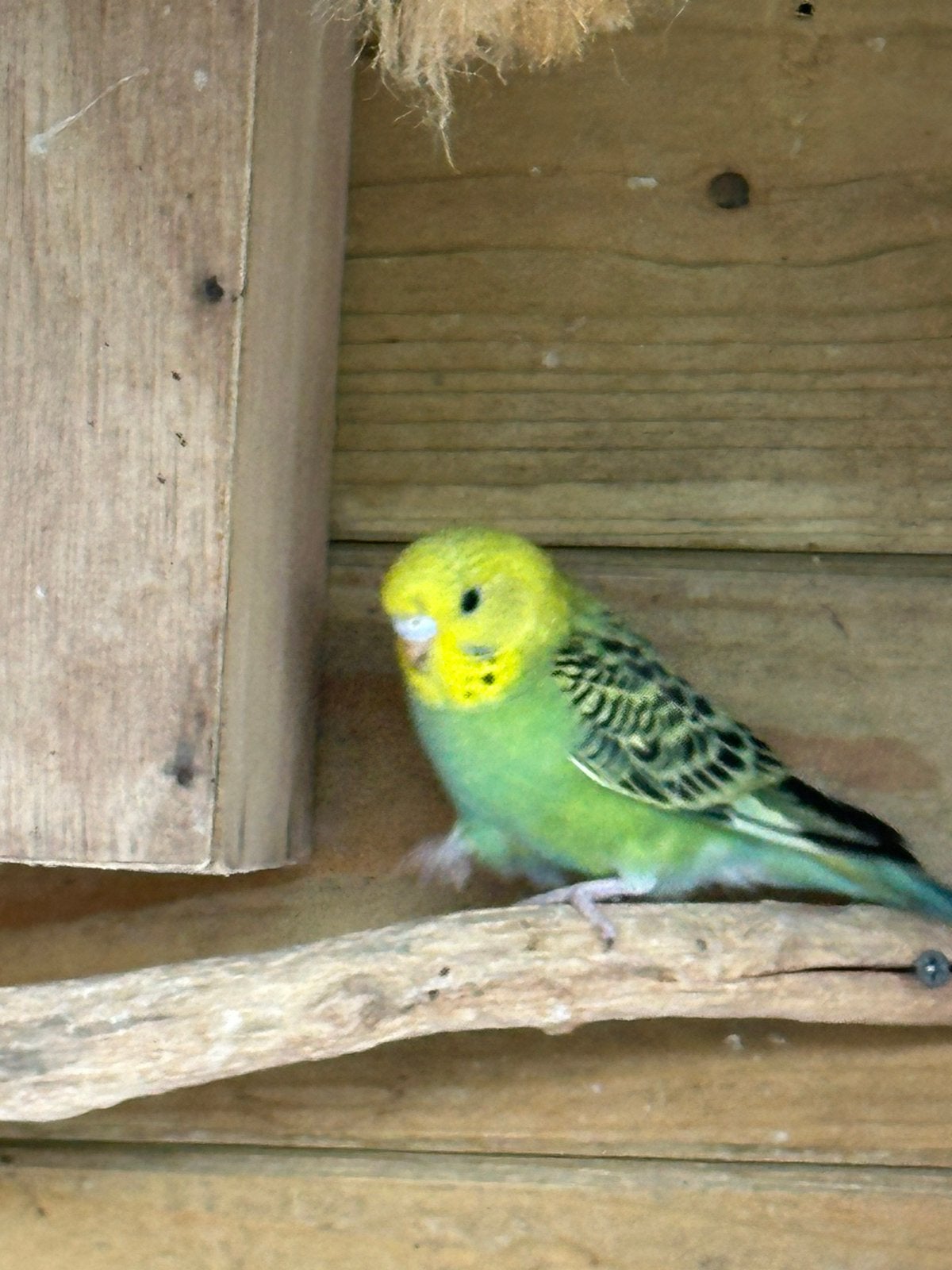 Hele jonge grasparkieten, Dieren en Toebehoren, Vogels | Parkieten en Papegaaien, Meerdere dieren, Parkiet
