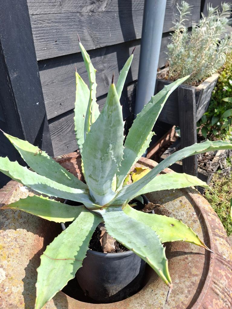Agave plant - Ideaal voor een zonnige plek, Tuin en Terras, Volle zon, Vaste plant, Bloeit niet, Ophalen
