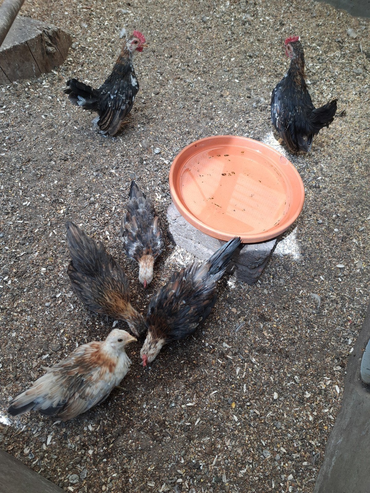 Serama kipjes, Dieren en Toebehoren, Pluimvee, Meerdere dieren, Kip