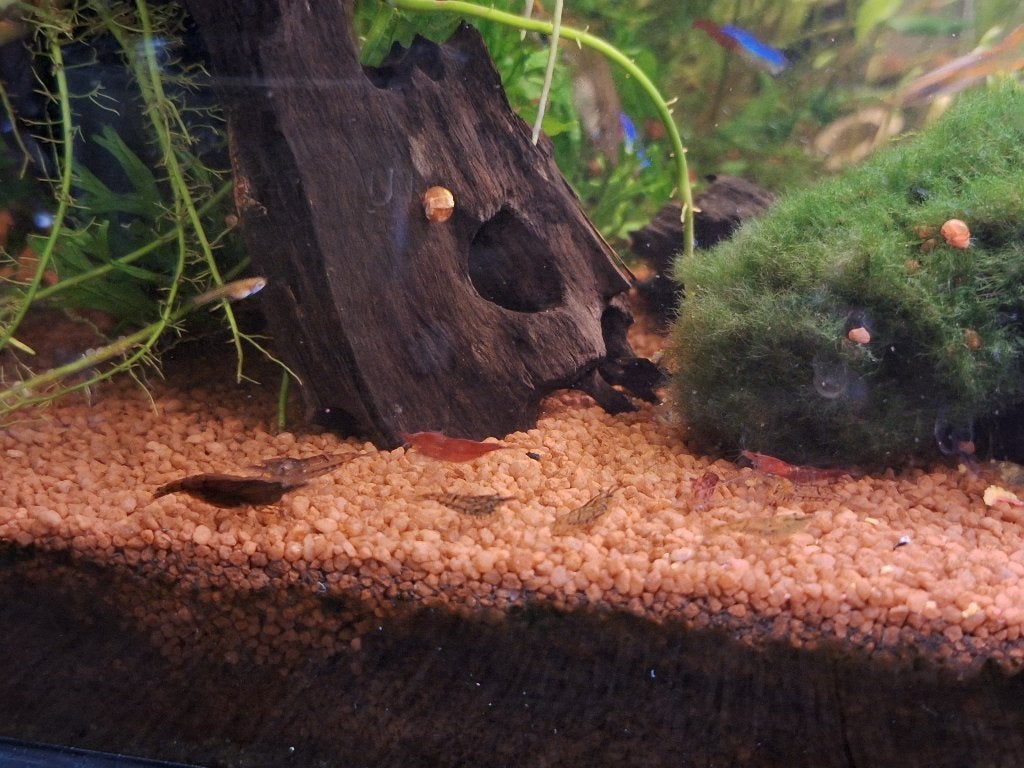 Neocaridina garnalen en oranje posthoornslakken, Dieren en Toebehoren, Vissen | Aquariumvissen, Kreeft, Krab of Garnaal, Zoetwatervis