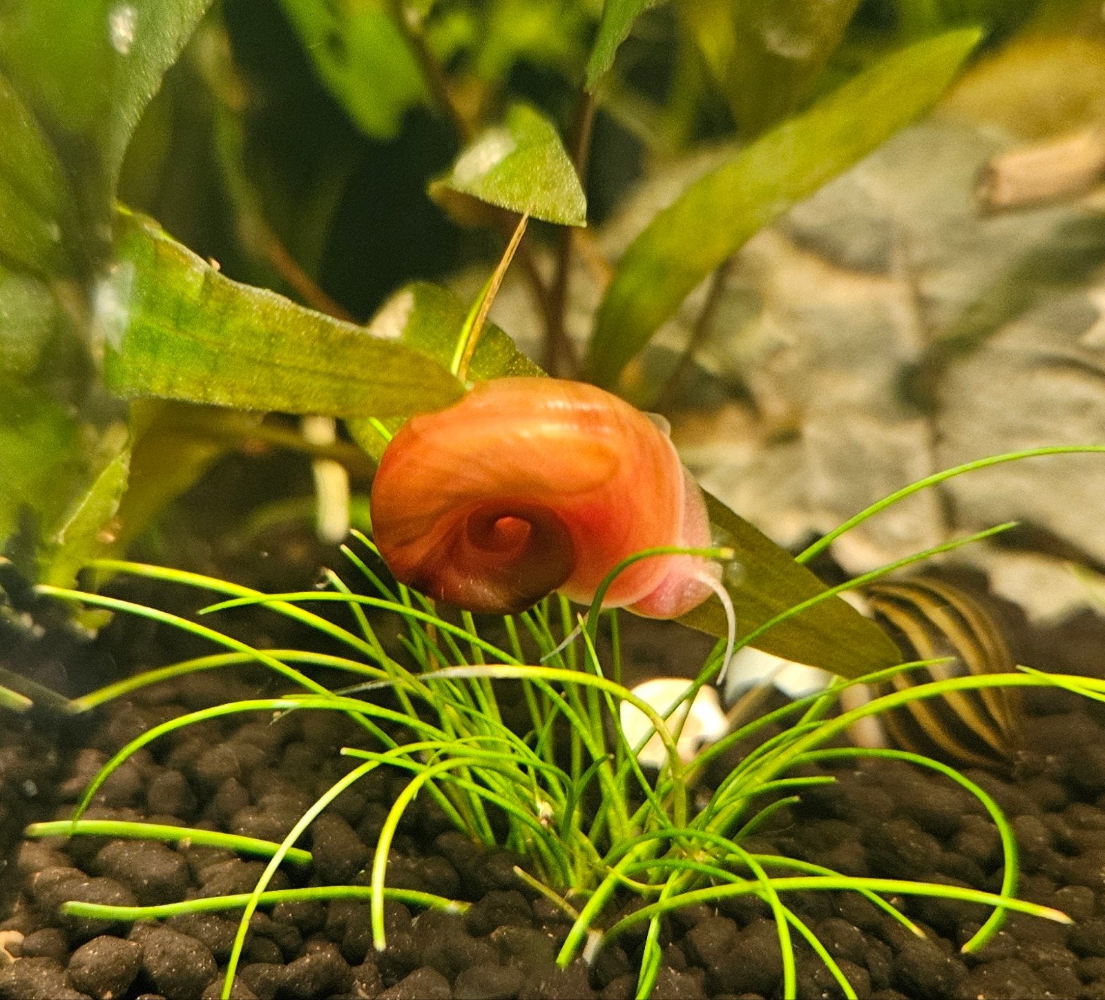 Opruim crew voor je aquarium Posthoornslak, Vis