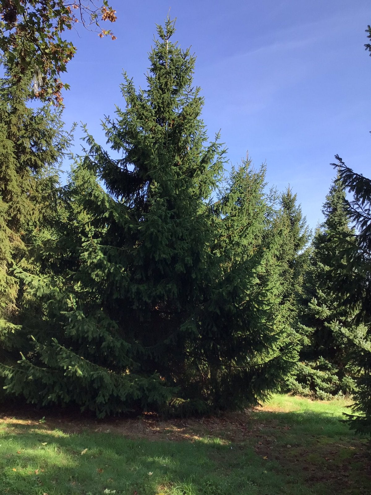 Grote kerstbomen 6-7 tot ruim 10meter, Ophalen, 400 cm of meer