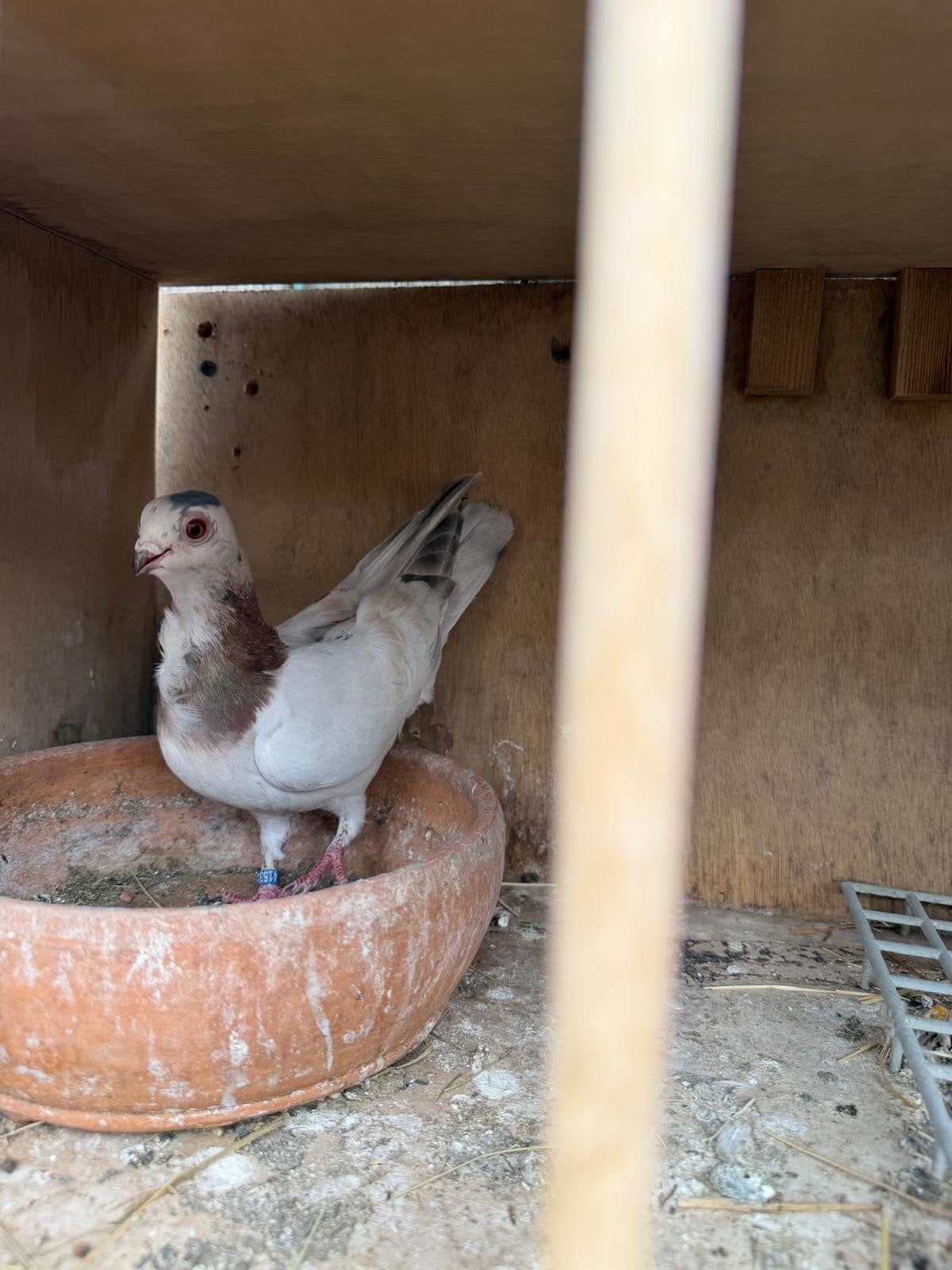 Mooie duiven, Dieren en Toebehoren, Vogels | Duiven, Mannelijk