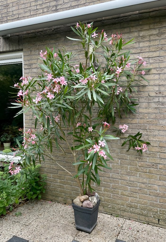 Grote roze Nerium Oleander, Tuin en Terras, Planten | Tuinplanten, Volle zon, Vaste plant, Zomer, Ophalen