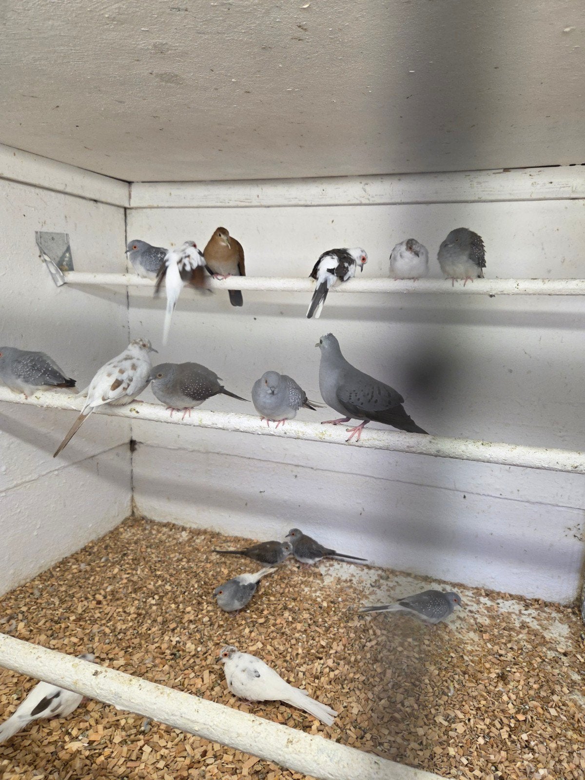 diverse diamant duiven, Dieren en Toebehoren, Vogels | Duiven, Meerdere dieren, Overige soorten