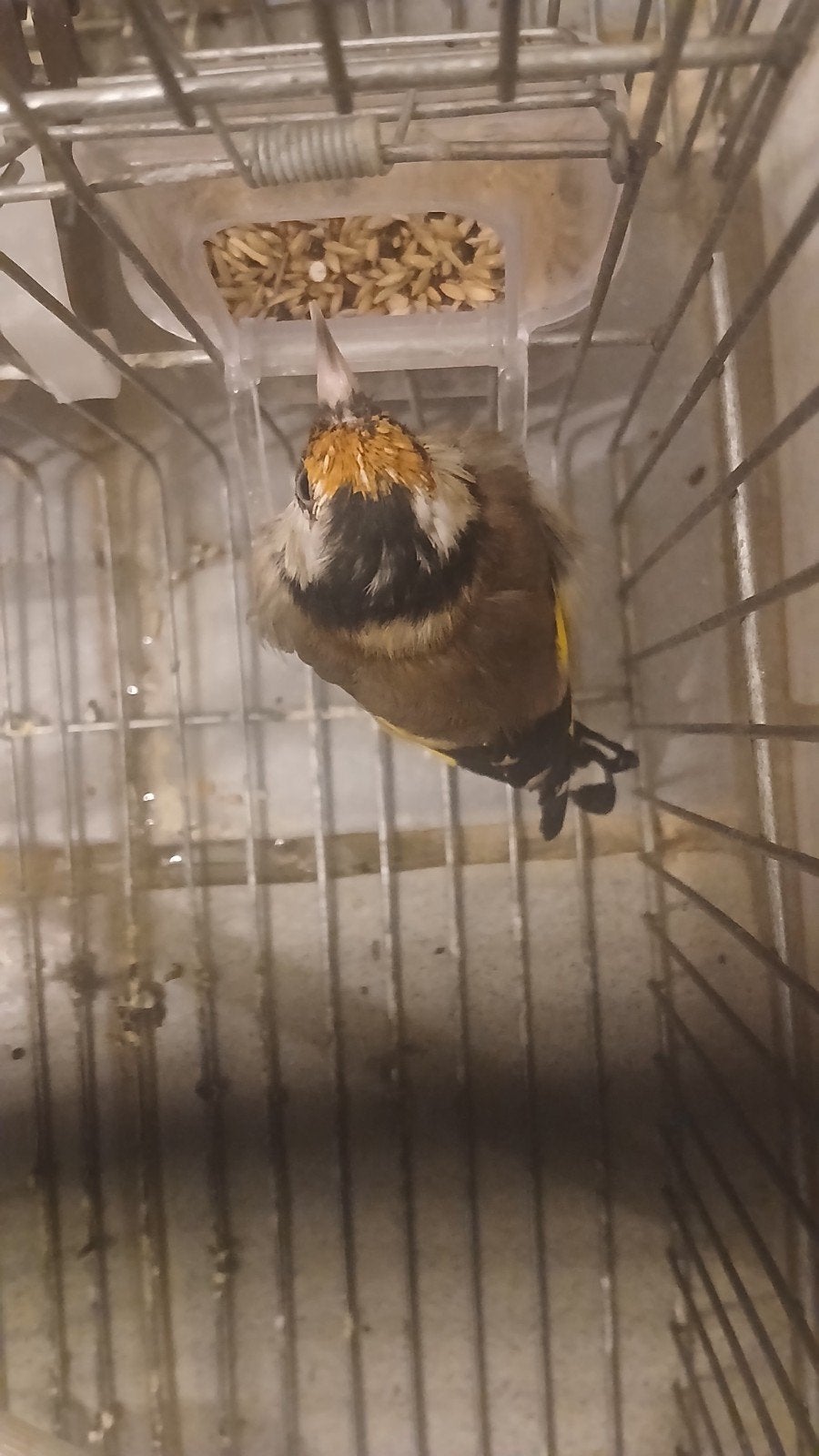 Een-Echt kleine parva putter Zuiver van 2025.Mo., Mannelijk, Wildzangvogel, Geringd