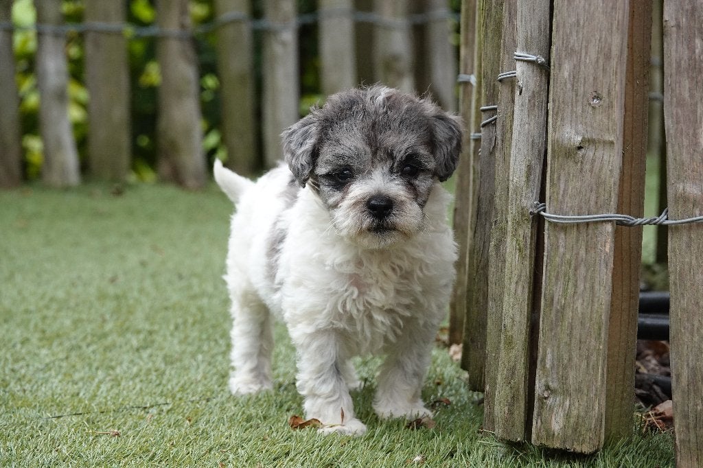 Prachtige Maltipoo pup, Parvo, België, 8 tot 15 weken, Eén hond