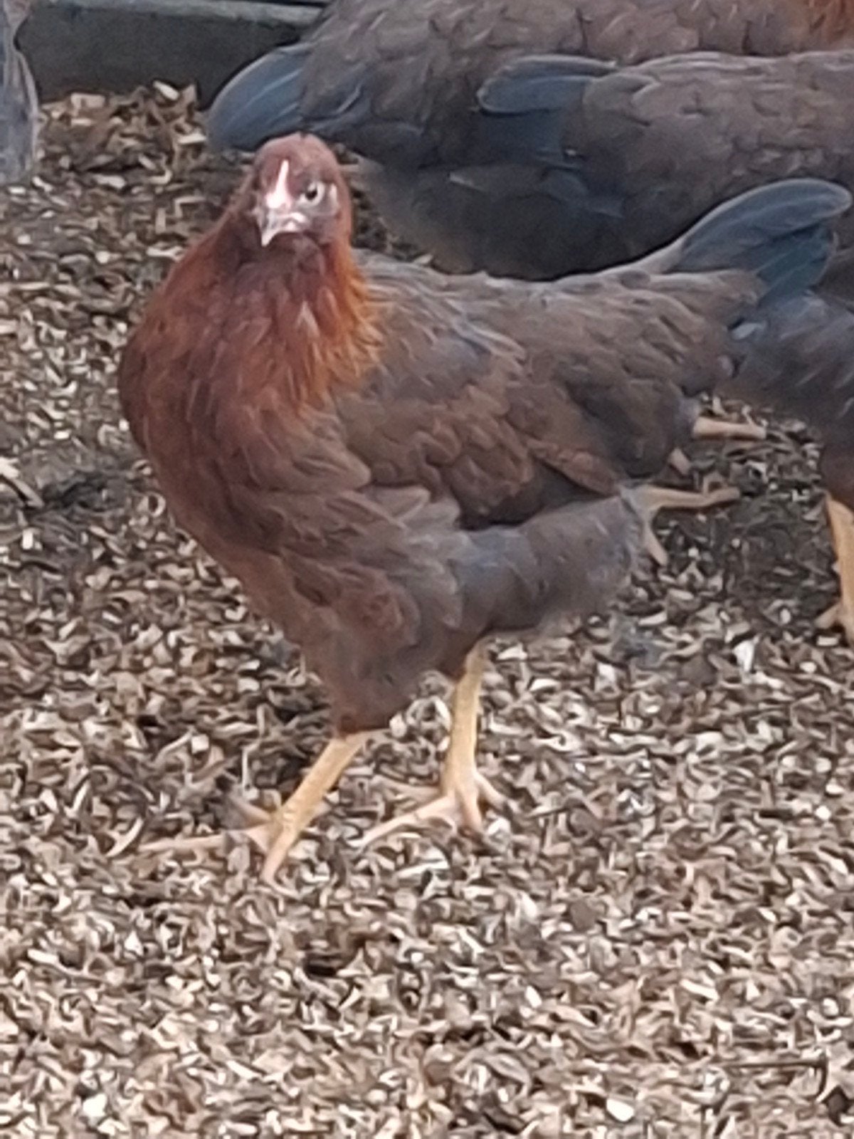 Te koop welsumer hennen groot ras, Dieren en Toebehoren, Vrouwelijk, Kip