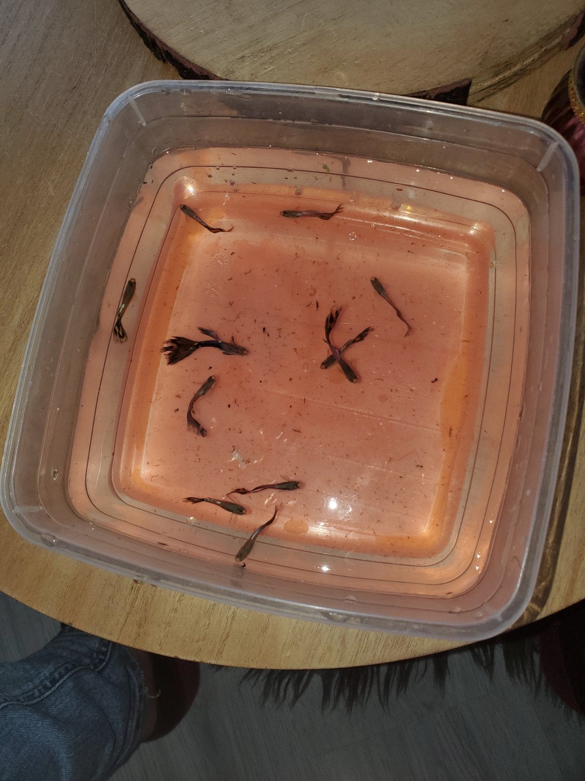 11 guppy mannetje te koop per stuk 2 euro, Vis, Zoetwatervis